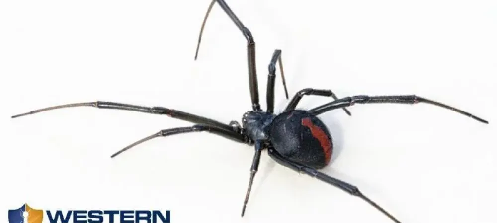 Common and Poisonous Spiders in Southern Utah