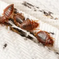 What Do Bed Bug Eggs Look Like
