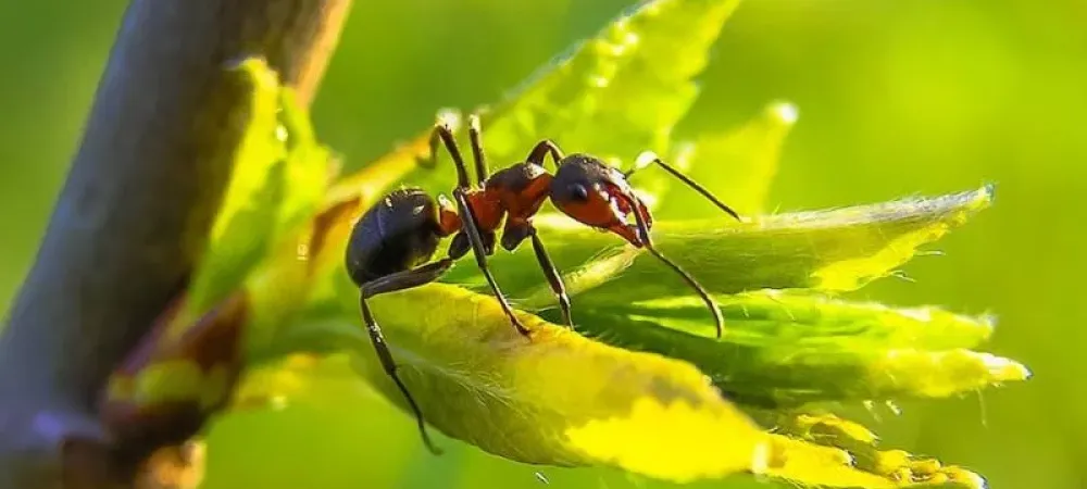 Common Types of Ants in Utah