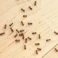 Top 10 Signs You Need an Exterminator in Santa Clara