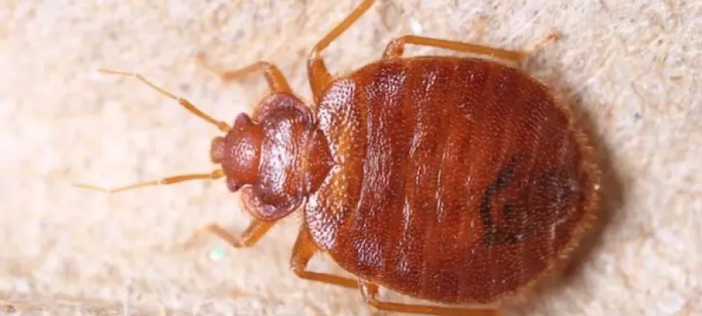 How Bed Bugs Get Into Your House?