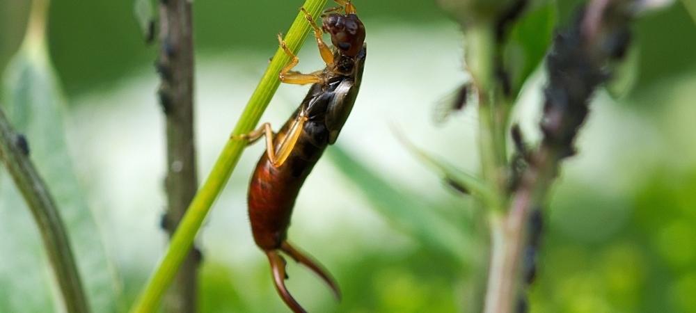 Are Earwigs Harmful to Humans?