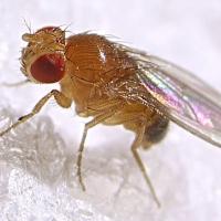 How to Make Apple Cider Vinegar Fruit Fly Traps That Actually Work