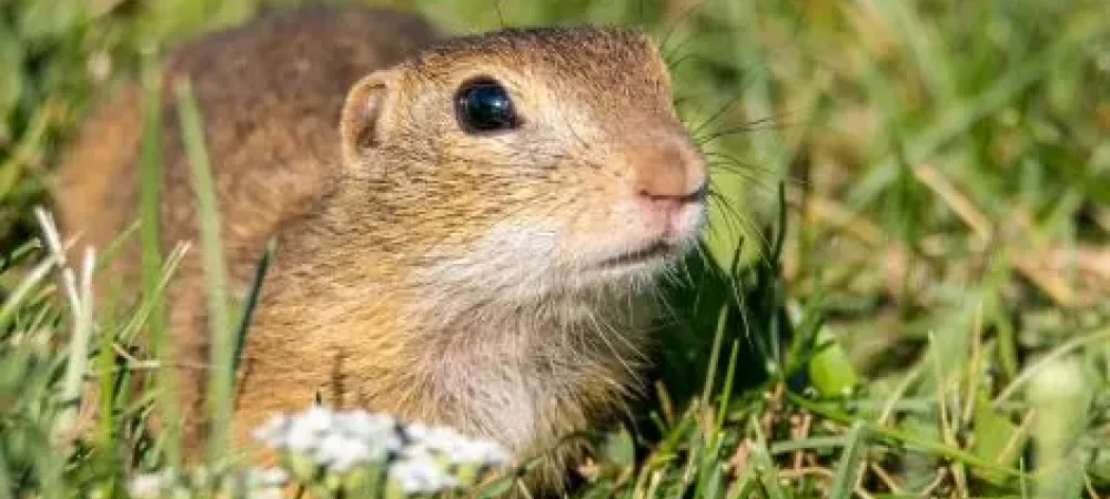 What Attracts Gophers To Your Yard