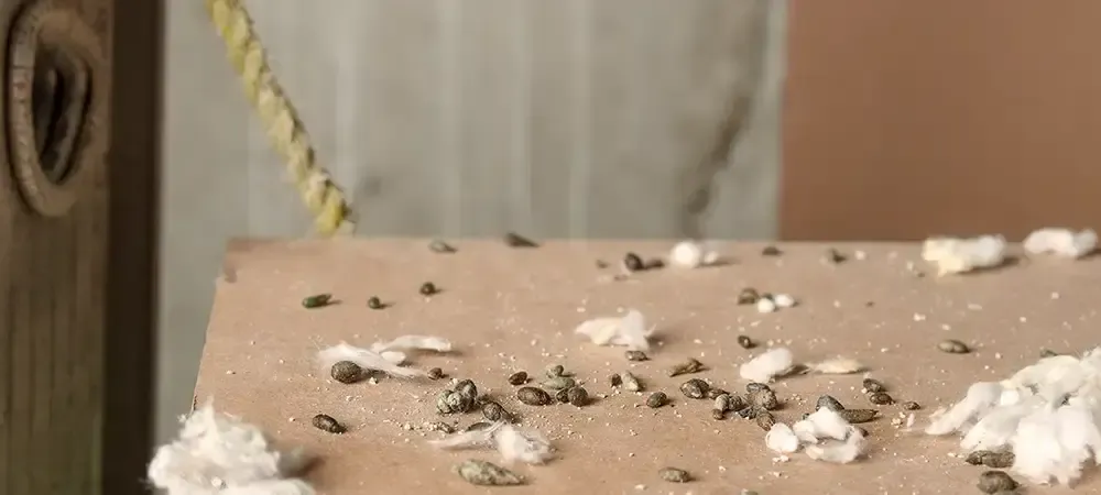 A Closer Look at Mouse vs. Rat Droppings: Identifying, Differentiating, and Managing