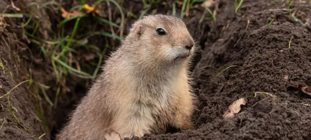 What is a Gopher?