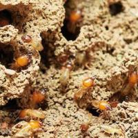 How to Prevent Termites in Southern Utah