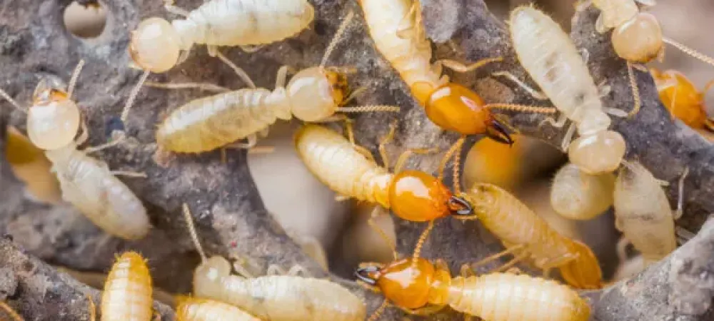 Termites on wood